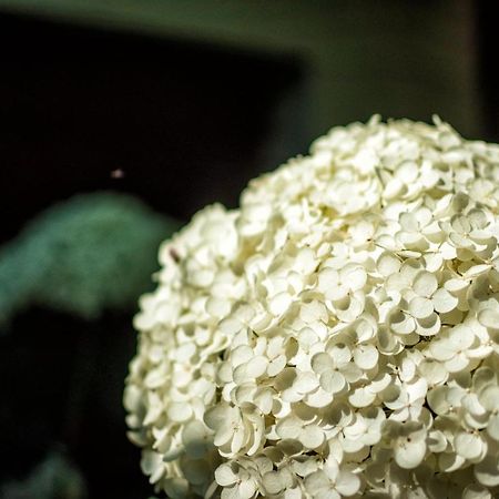 Lapieve Daire Scalenghe Dış mekan fotoğraf